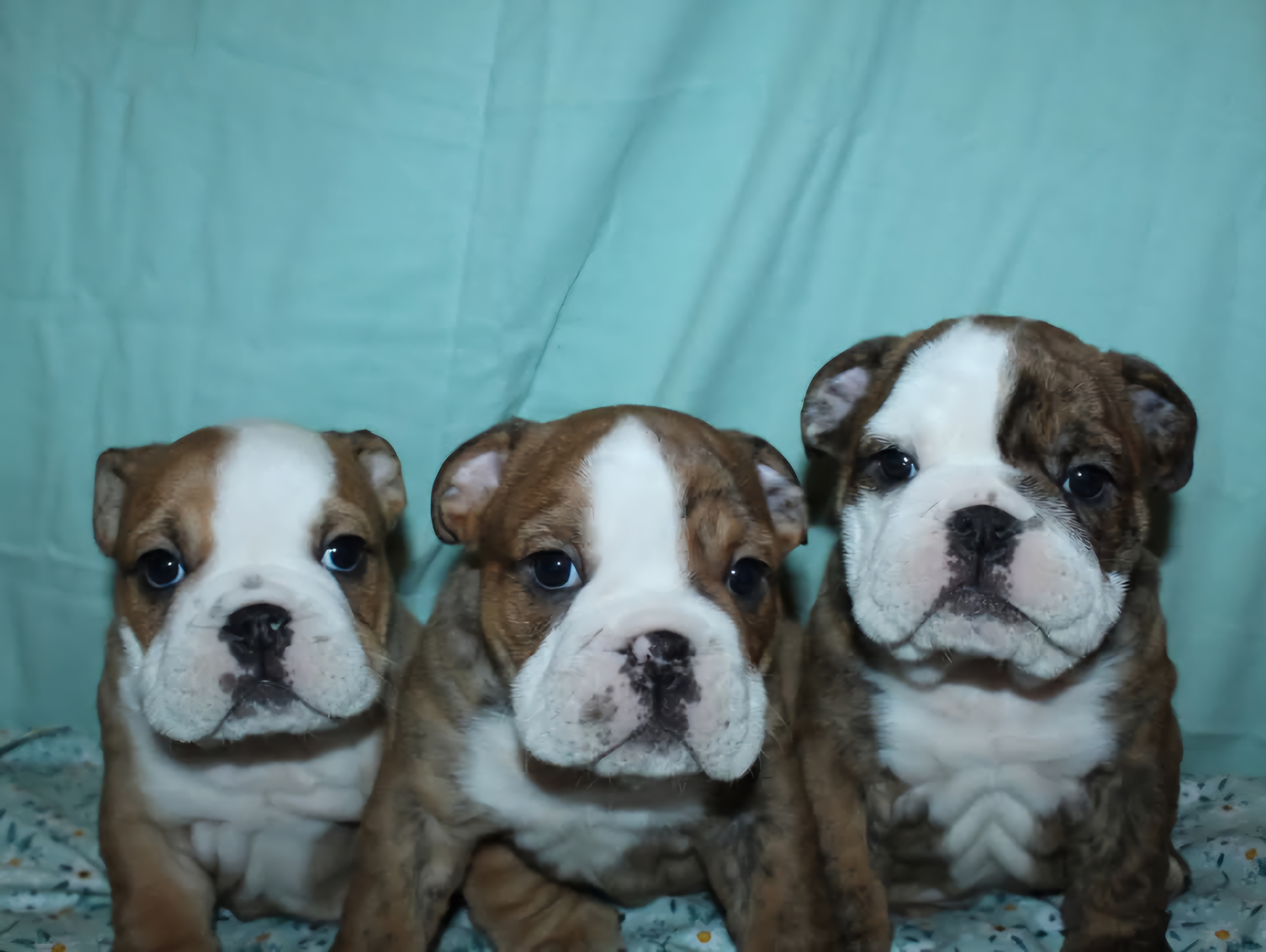 webassets/gladyspuppies.jpg